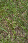 Italian ryegrass